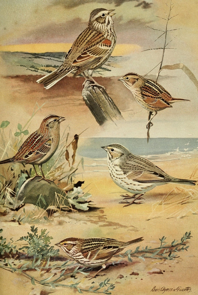 Birds of Massachusetts 1925 Sparrows Poster Print by L.A. Fuertes