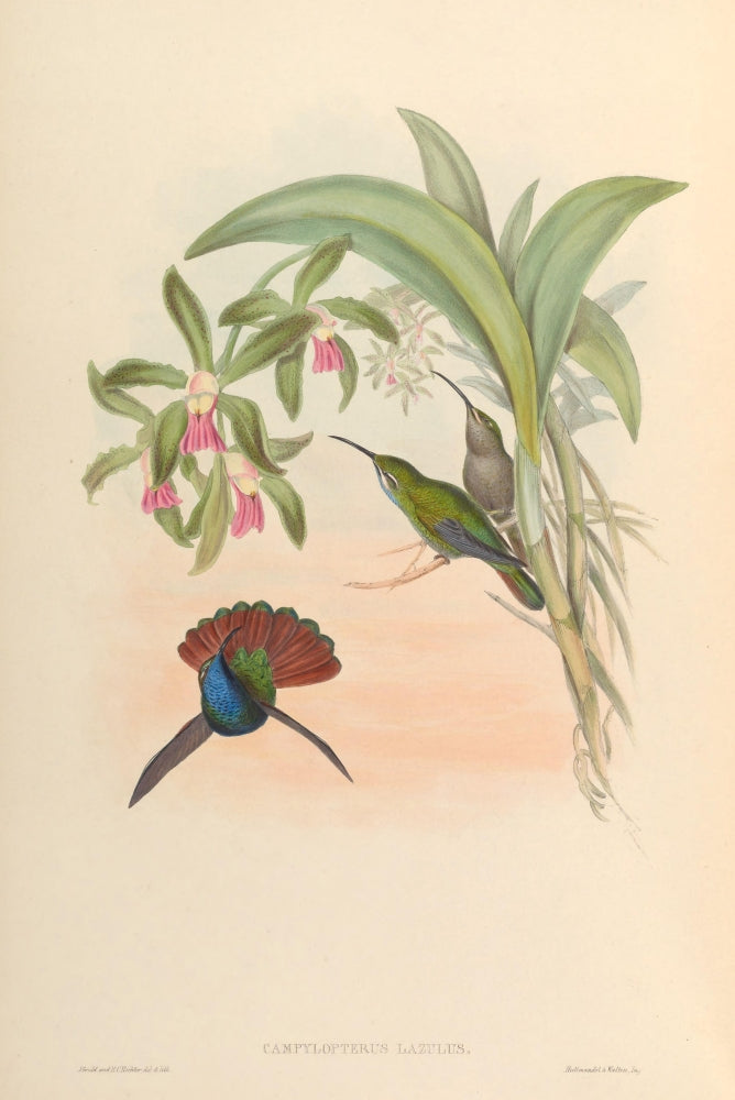 Trochilidae 1861 Campylopterus Lazulus Poster Print by John Gould featuring vibrant colors and intricate details.