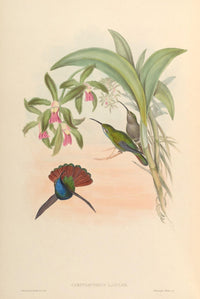 Trochilidae 1861 Campylopterus Lazulus Poster Print by John Gould featuring vibrant colors and intricate details.