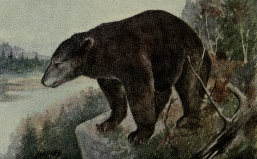North American Wild Animals Black Bear Poster Print from 1915 featuring a majestic black bear.