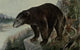 North American Wild Animals Black Bear Poster Print from 1915 featuring a majestic black bear.