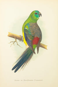 Parrots in Captivity Blood Parakeet Poster Print by A.F. Lydon