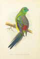 Parrots in Captivity Blood Parakeet Poster Print by A.F. Lydon
