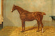The Horse 1906 Chestnut Hunter Gelding Art Print by James Clark