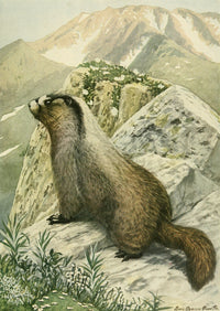 Hoary Marmot Poster Print from Wild Animals of North America collection by L.A. Fuertes.