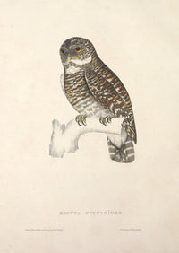 Asian Barred Owl Poster Print from Birds from Himalayas 1831 by J & E Gould