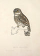 Asian Barred Owl Poster Print from Birds from Himalayas 1831 by J & E Gould