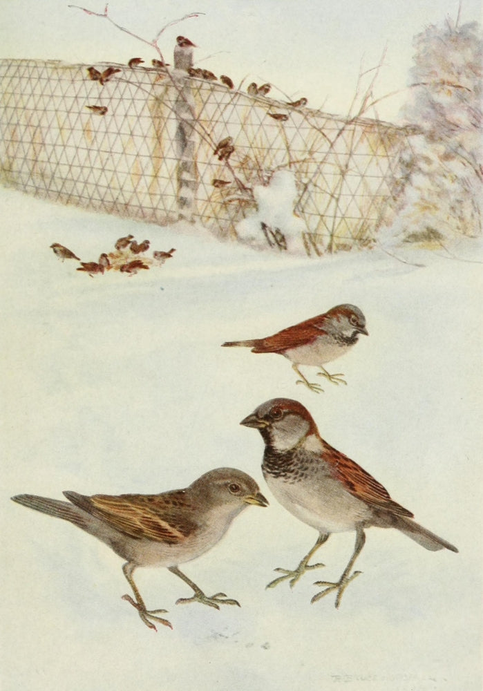 Bird-Lore 1922 English Sparrow Poster Print by R.B. Horsfall