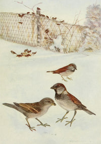 Bird-Lore 1922 English Sparrow Poster Print by R.B. Horsfall