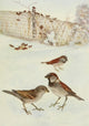 Bird-Lore 1922 English Sparrow Poster Print by R.B. Horsfall