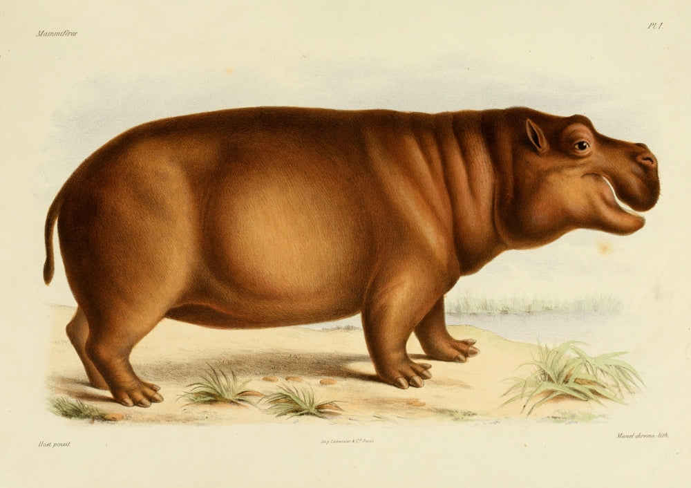 Des Mammifères 1868 Hippo Poster Print by Huet, showcasing a majestic hippo.
