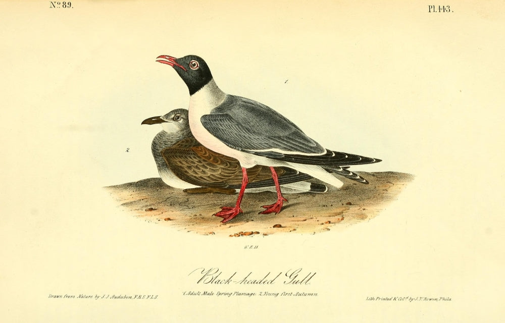 Black-headed Gull Poster Print from Birds of America by J.J. Audubon