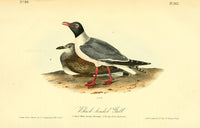 Black-headed Gull Poster Print from Birds of America by J.J. Audubon