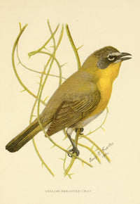 Yellow-breasted Chat Poster Print by L.A. Fuertes, showcasing vibrant colors and intricate details.