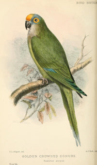 Bird Notes 1902 Golden-crowned Conure Poster Print by C.L. Allport