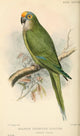 Bird Notes 1902 Golden-crowned Conure Poster Print by C.L. Allport