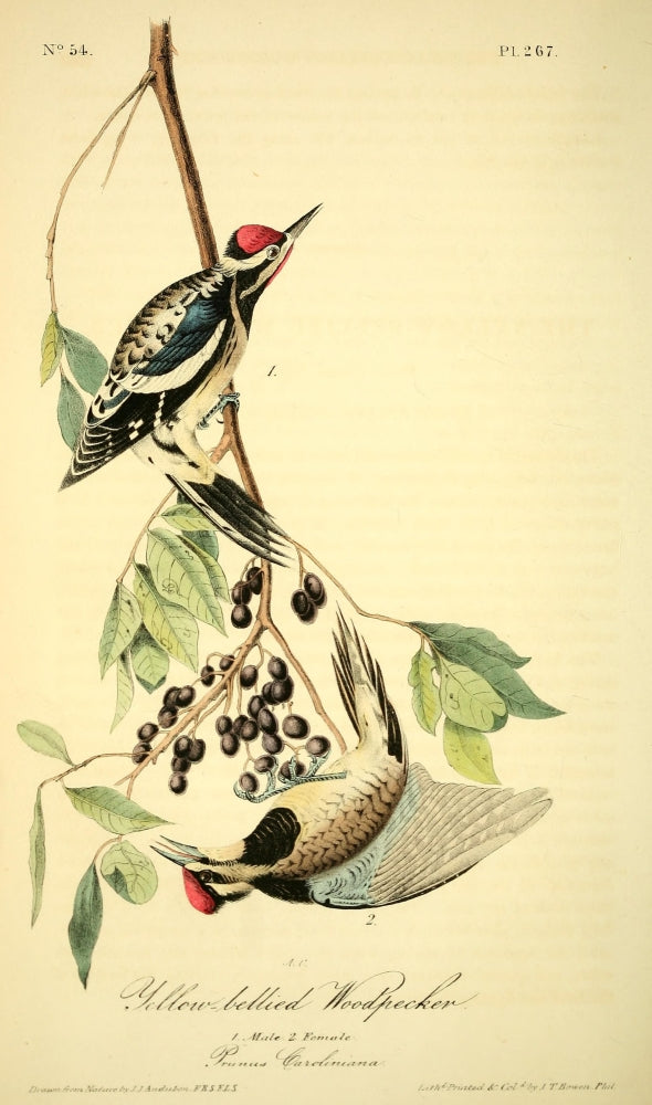 Yellow-bellied Woodpecker poster print from Birds of America by J.J. Audubon