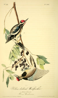 Yellow-bellied Woodpecker poster print from Birds of America by J.J. Audubon