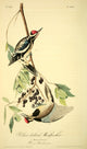 Yellow-bellied Woodpecker poster print from Birds of America by J.J. Audubon