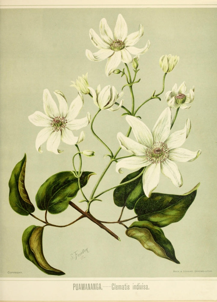 New Zealand Flora 1889 Clematis Indivisa Poster Print showcasing intricate floral details.