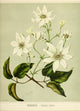 New Zealand Flora 1889 Clematis Indivisa Poster Print showcasing intricate floral details.