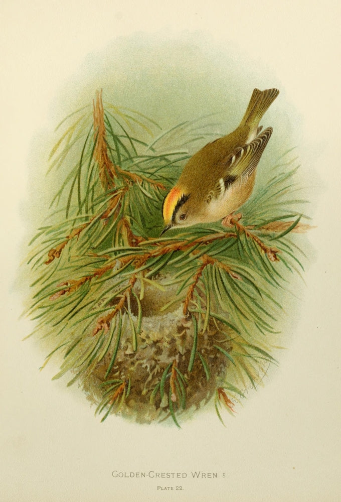 Birds of Britain & Ireland 1907 Wren, Golden-crested Poster Print