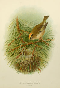 Birds of Britain & Ireland 1907 Wren, Golden-crested Poster Print