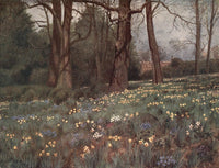 Kew Gardens 1908 Wild Garden in Spring Poster Print by T. Mower Martin