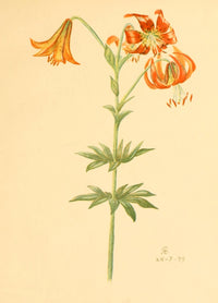 Lilies & Orchids 1906 Turk's Cap Lily Poster Print by Rosina C. Boardman