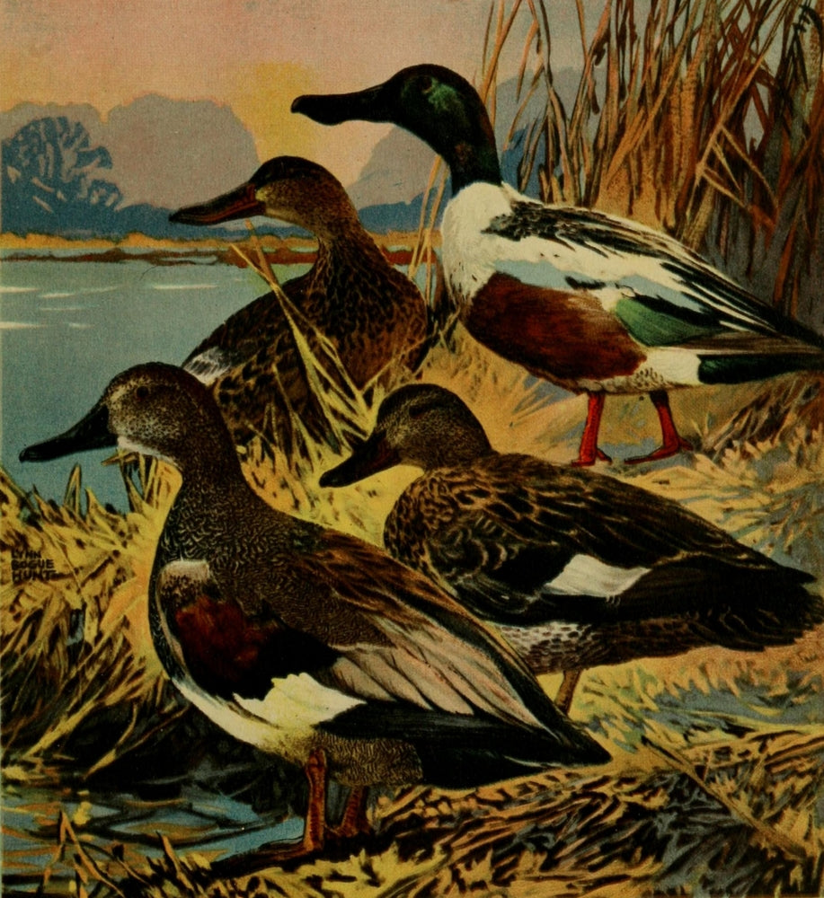 Important American Game-birds Poster Print (1917) by L. Bogue Hunt