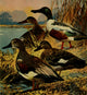 Important American Game-birds Poster Print (1917) by L. Bogue Hunt
