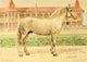 Les Races Chevalines 1894 Besimianka Poster Print by M. Bounine