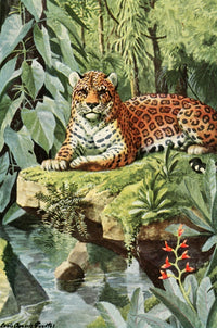 Burgess Animal Book Jaguar Poster Print by L.A. Fuertes