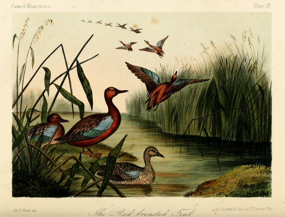 Red-breasted Teal Poster Print by W.E. Hitchcock showcasing vibrant colors and details.