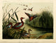 Red-breasted Teal Poster Print by W.E. Hitchcock showcasing vibrant colors and details.