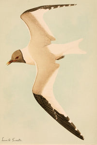 Harriman Alaska 1910 Sabine Gull Poster Print by L.A. Fuertes