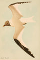 Harriman Alaska 1910 Sabine Gull Poster Print by L.A. Fuertes