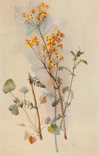 Our Early Wild Flowers 1916 Golden Ragwort Poster Print by Eloise P. Luquer