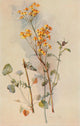 Our Early Wild Flowers 1916 Golden Ragwort Poster Print by Eloise P. Luquer