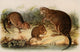 Squirrels & Other Fur-bearers Fine Art Print by J.J. Audubon