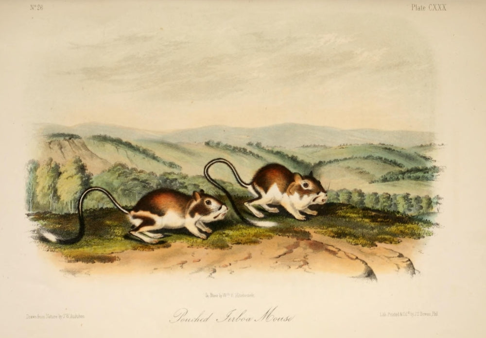 Quadrupeds of North America Pouched Jerboa Mouse Poster Print by J.W. Audubon