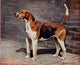 Foxhound of Twentieth Century 1914 'Comus' Poster Print by C. Bradley