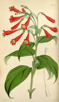 Curtis's Magazine 1849 Beautiful Lisianthus Poster Print by W. Fitch