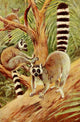 Wild Life of the World 1916 Ring-tailed Lemur Poster Print by F.W. Kuhnert