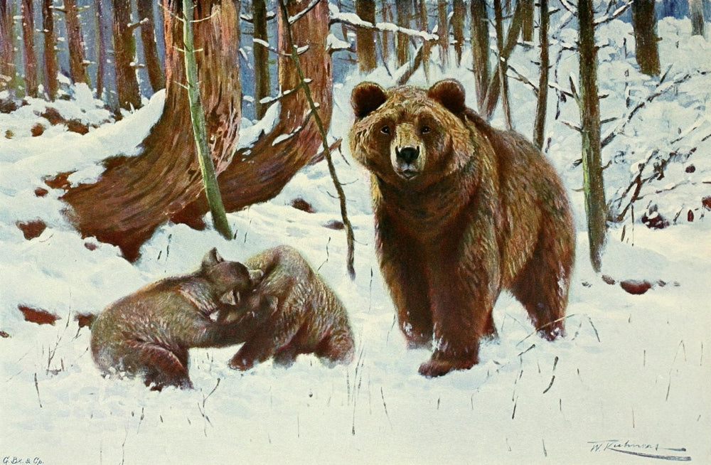 Wild Life of the World: Brown Bears Poster Print by Friedrich Wilhelm Kuhnert