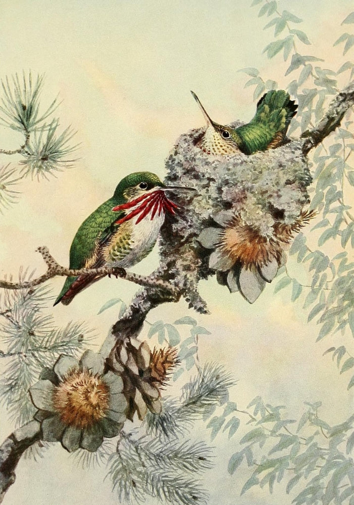 Birds of California 1923 Calliope Hummingbird Poster Print