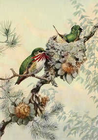 Birds of California 1923 Calliope Hummingbird Poster Print