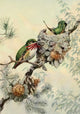 Birds of California 1923 Calliope Hummingbird Poster Print