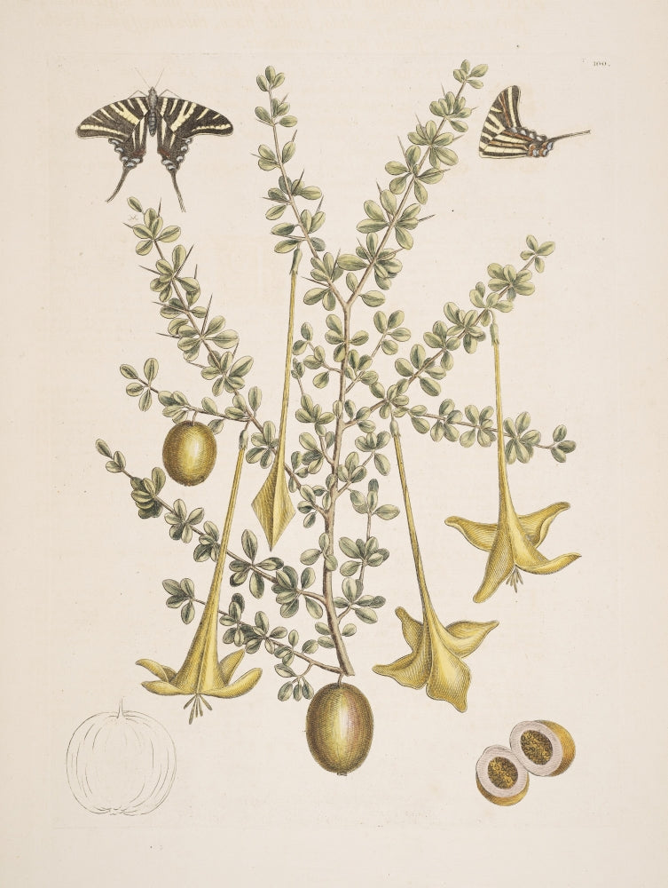 Frutex & Papilio Poster Print by Mark Catesby showcasing intricate details of nature.