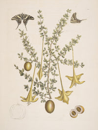 Frutex & Papilio Poster Print by Mark Catesby showcasing intricate details of nature.